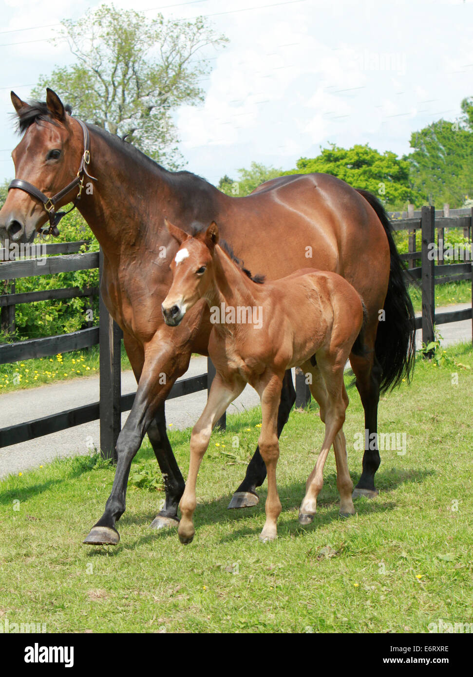 Thoroughbred Mare and Foal Stock Photo