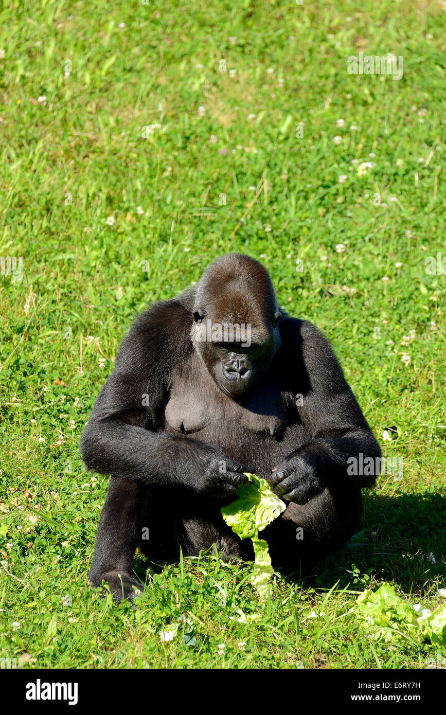 Female Western lowland gorilla and her baby gorilla in the Natural Park of Cabarceno, Cabarceno, Cantabria, Spain, Europe Stock Photo
