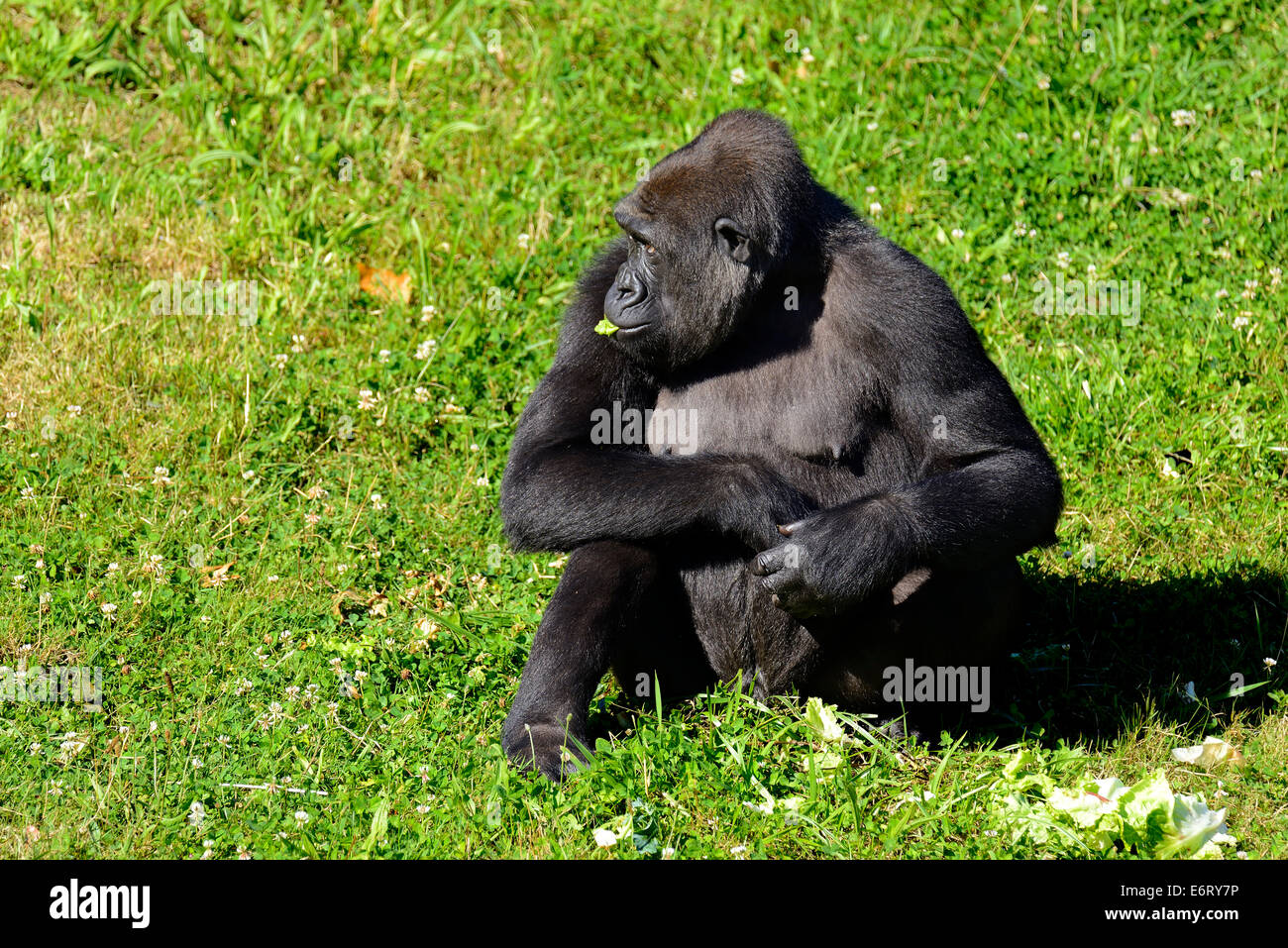Female Western lowland gorilla and her baby gorilla in the Natural Park of Cabarceno, Cabarceno, Cantabria, Spain, Europe Stock Photo