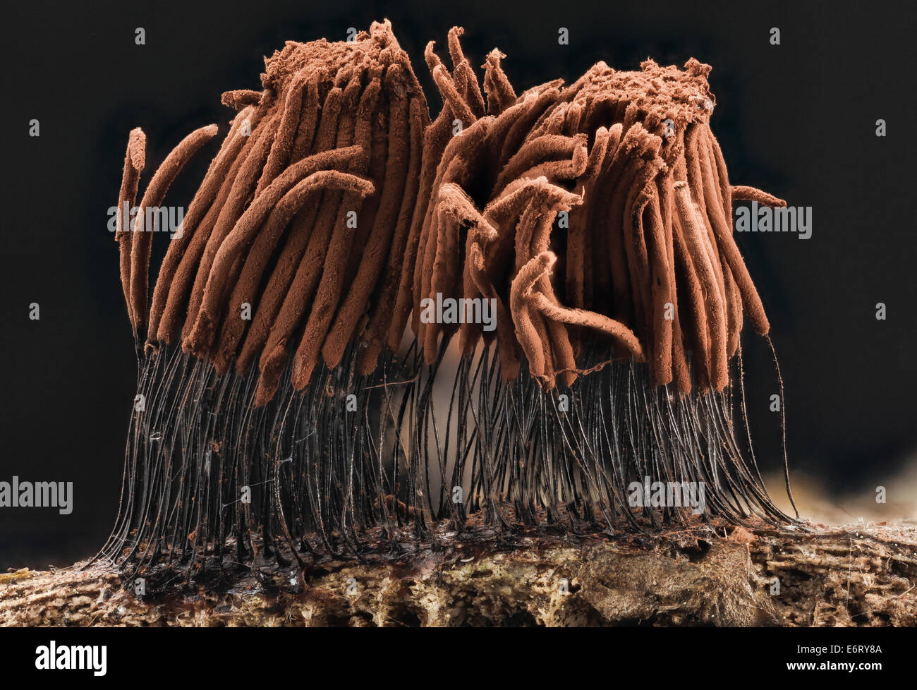 Stemonitis sp 2014-07-01-150912 ZS PMax 14531373586 o More slime mold action from the Adirondacks...in this case a miniforest of Stock Photo
