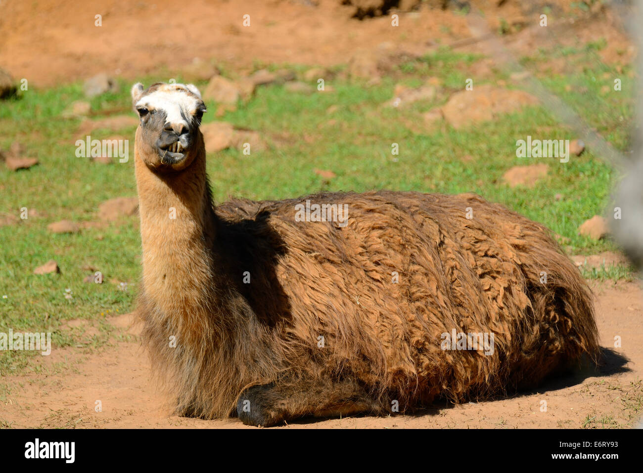 Llama (Lama glama) in the Natural Park of Cabarceno, Cantabria, Spain, Europe Stock Photo