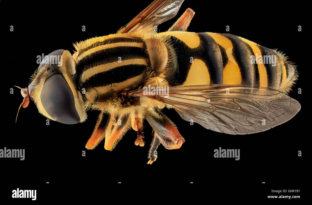 Syrphid Fly, back, MD, Beltsville 20130928173157 ZS PMax 9991036704