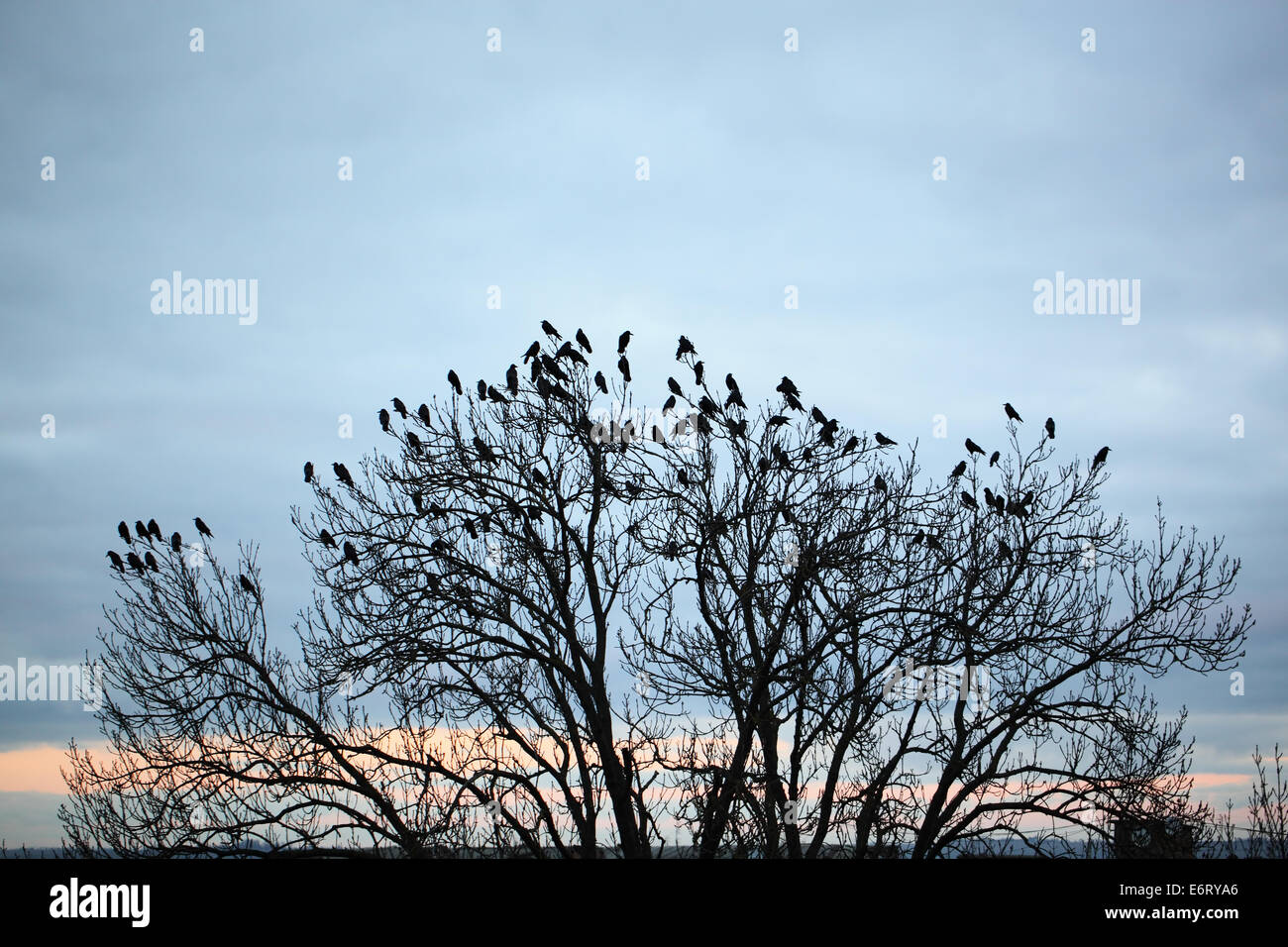 crow on tree Stock Photo
