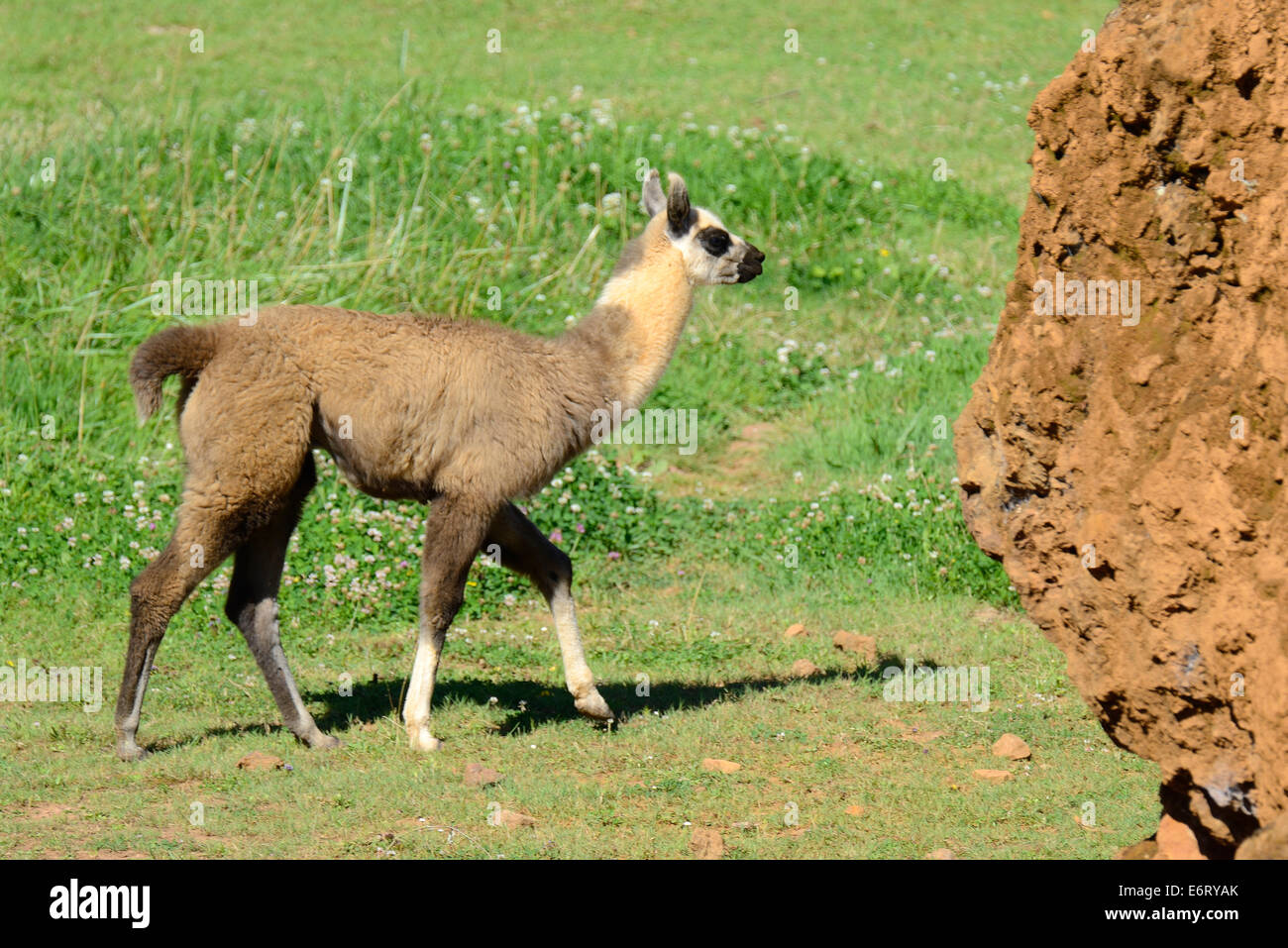 Llama (Lama glama) in the Natural Park of Cabarceno, Cantabria, Spain, Europe Stock Photo