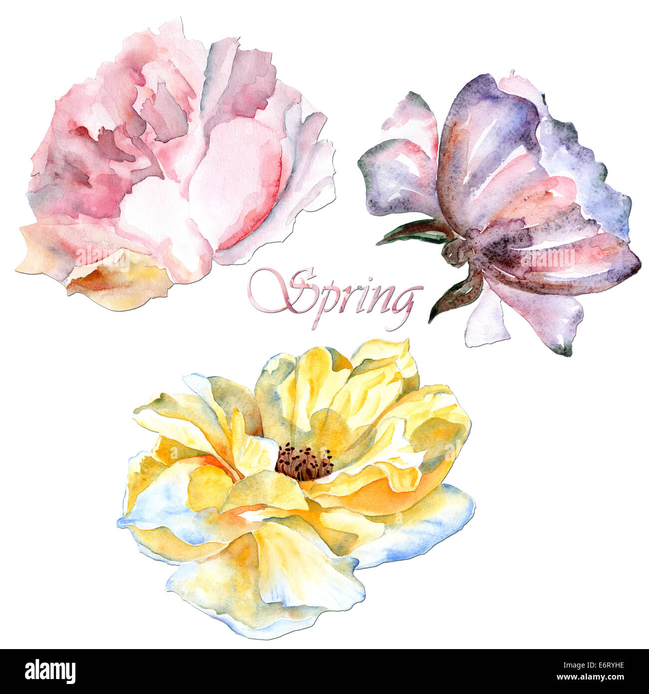illustration with flowers isolated on white background Stock Photo - Alamy