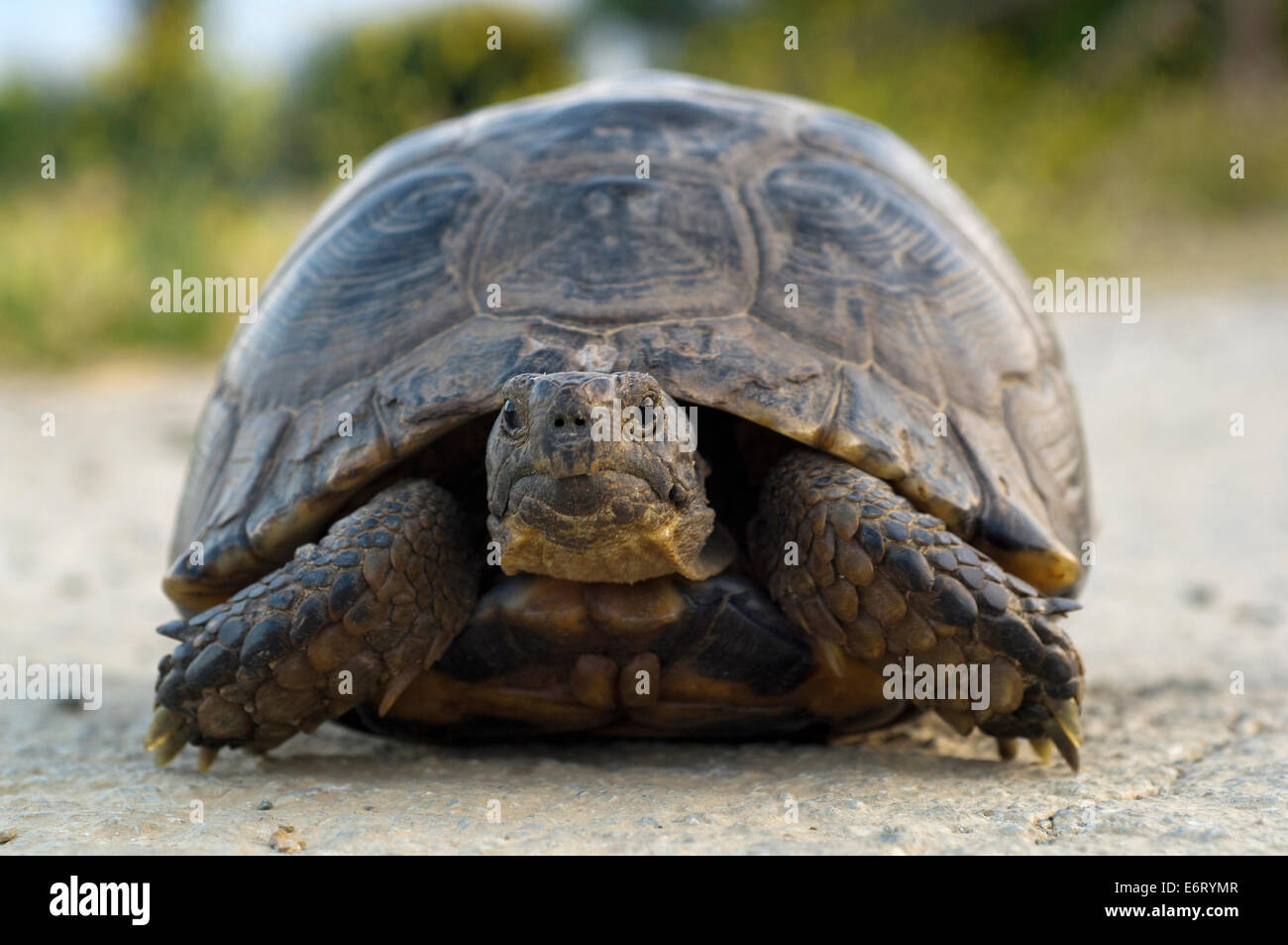 Marginated tortoise (Testudo marginata) Stock Photo