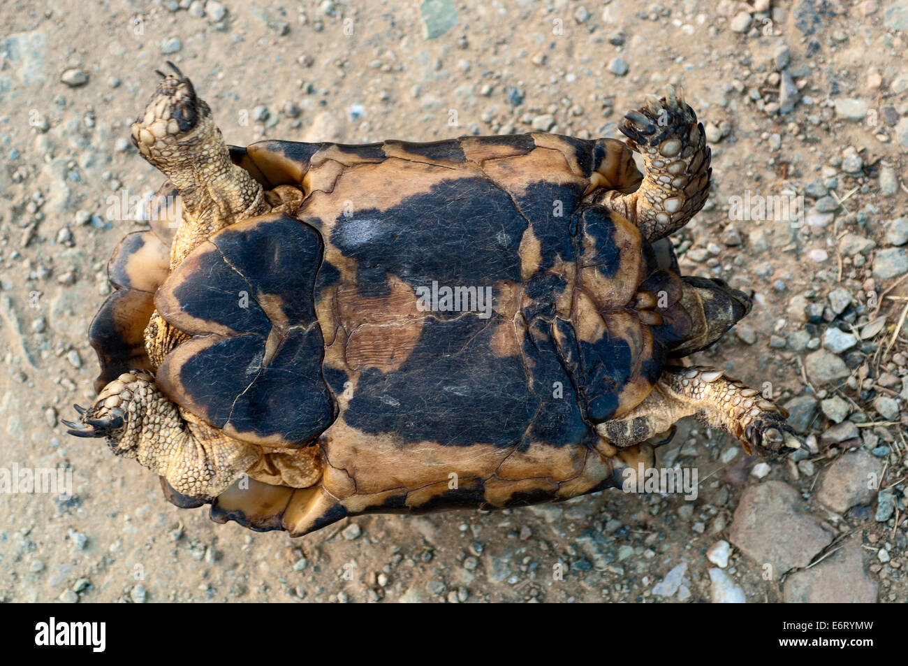 Plastron of a Marginated tortoise (Testudo marginata) Stock Photo