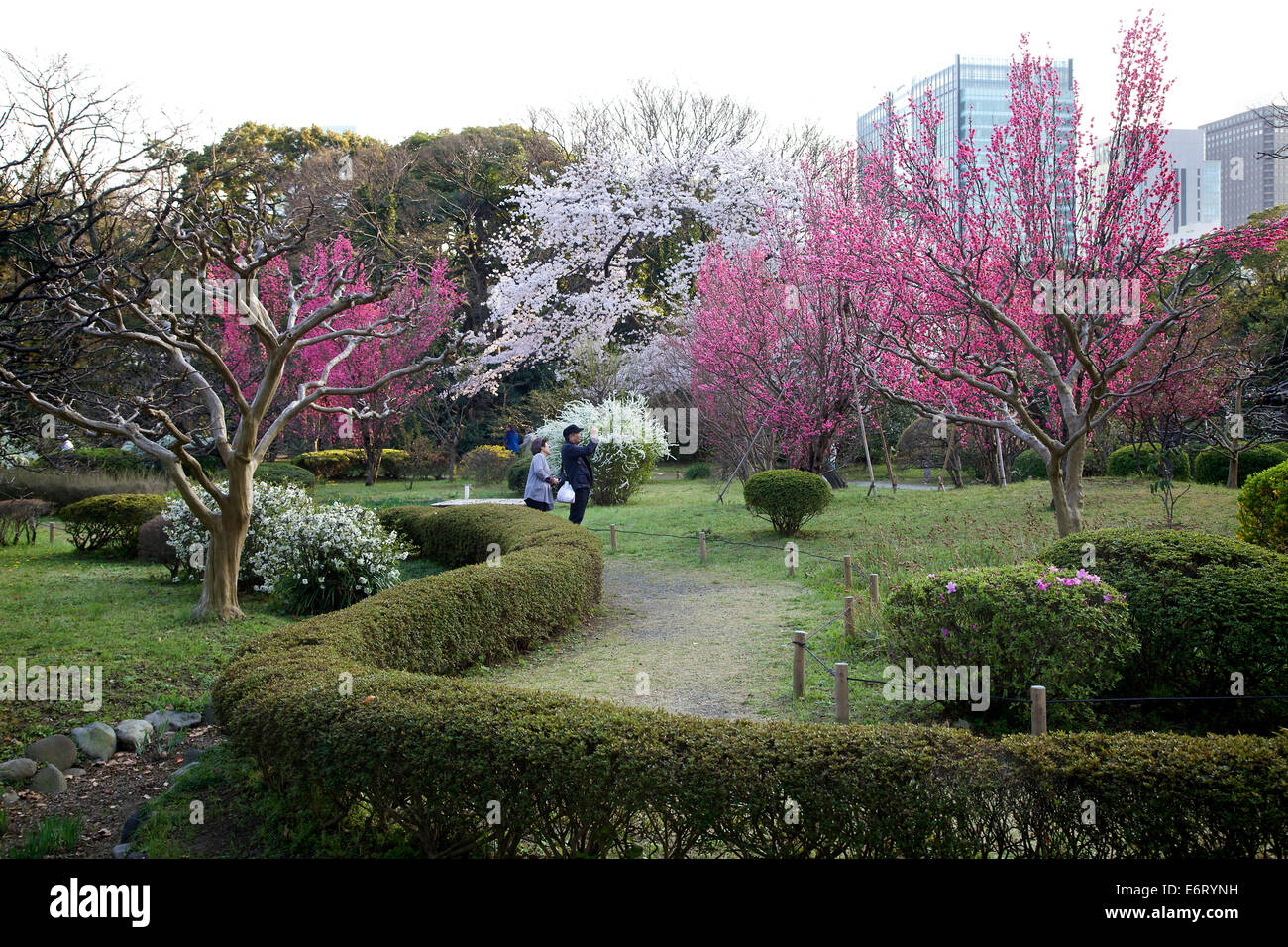 Cherry Blossom Season At Hama Rikyu Gardens Hamarikyu Park Tokyo