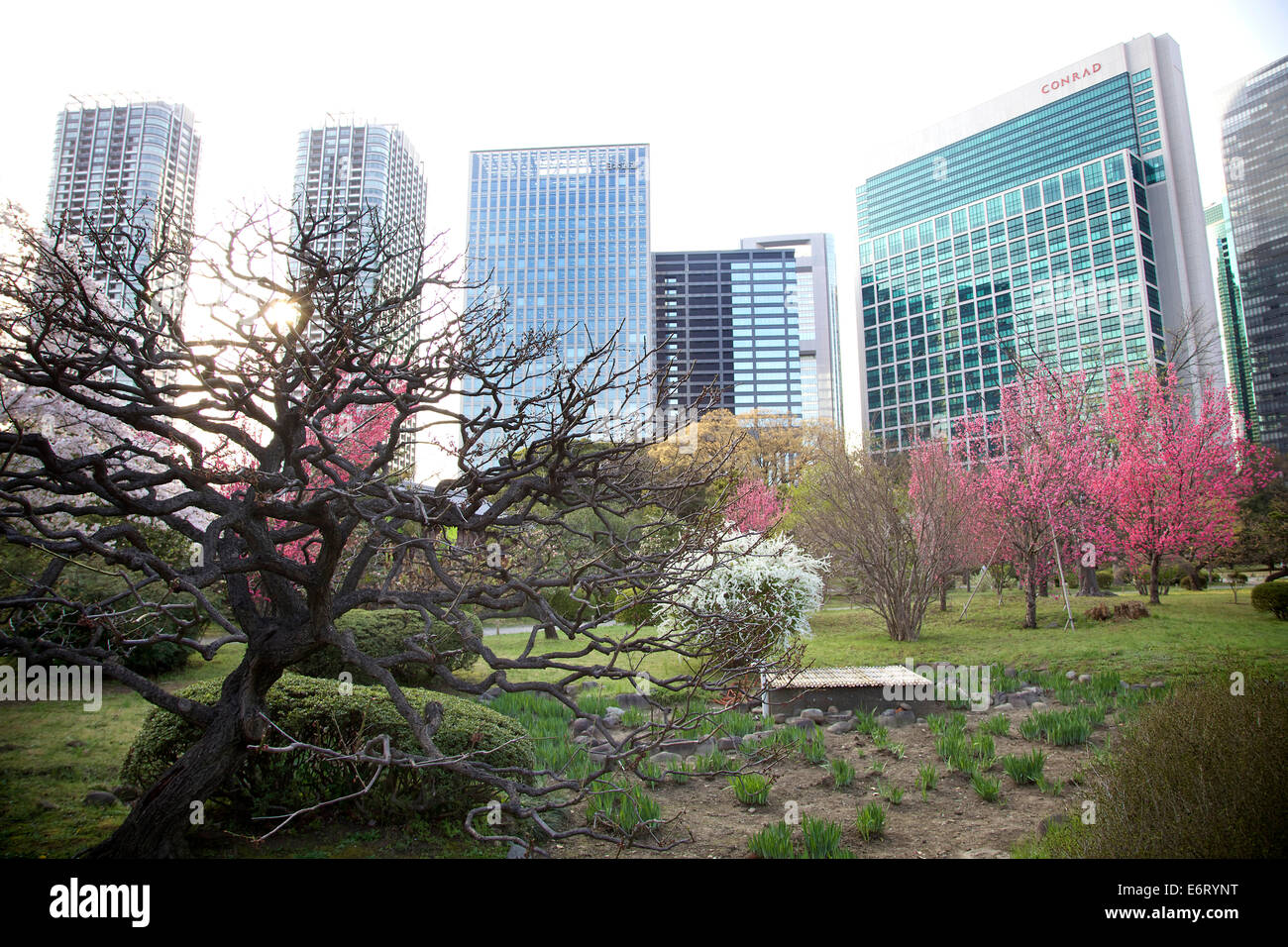 Cherry Blossom Season At Hama Rikyu Gardens Hamarikyu Park Tokyo Stock Photo Alamy Cherry Blossom Season At Hama Rikyu Gardens Hamarikyu Park Tokyo Stock Photo Alamy