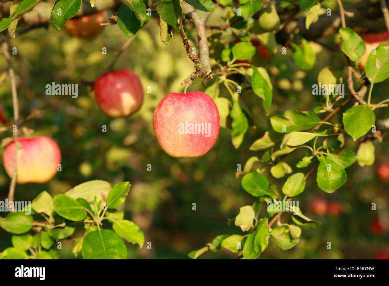 Trees with red apples in an orchard Stock Photo - Alamy
