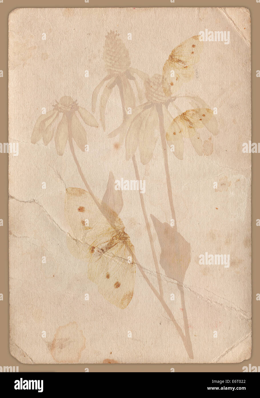 grunge background with a flower Stock Photo - Alamy