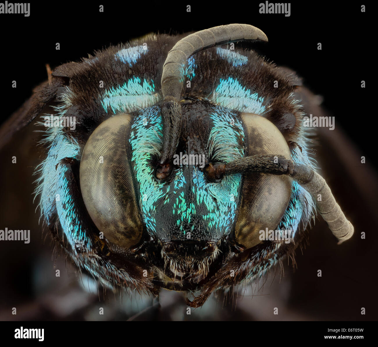 Thyreus wallacei, m, face, philippines, mt banahaw 2014-07-15-184738 ZS PMax 14489485657 o Spectacular in its glittering blue ha Stock Photo