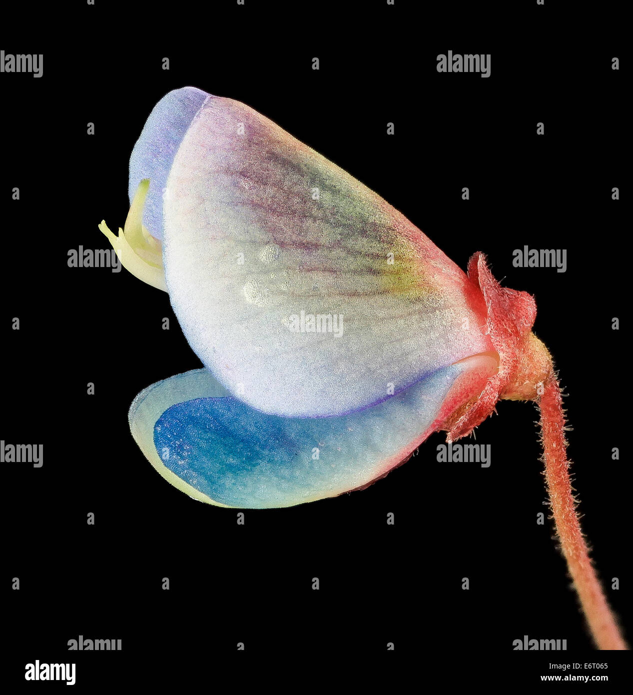 Genus desmodium usgsbiml hires stock photography and images Alamy