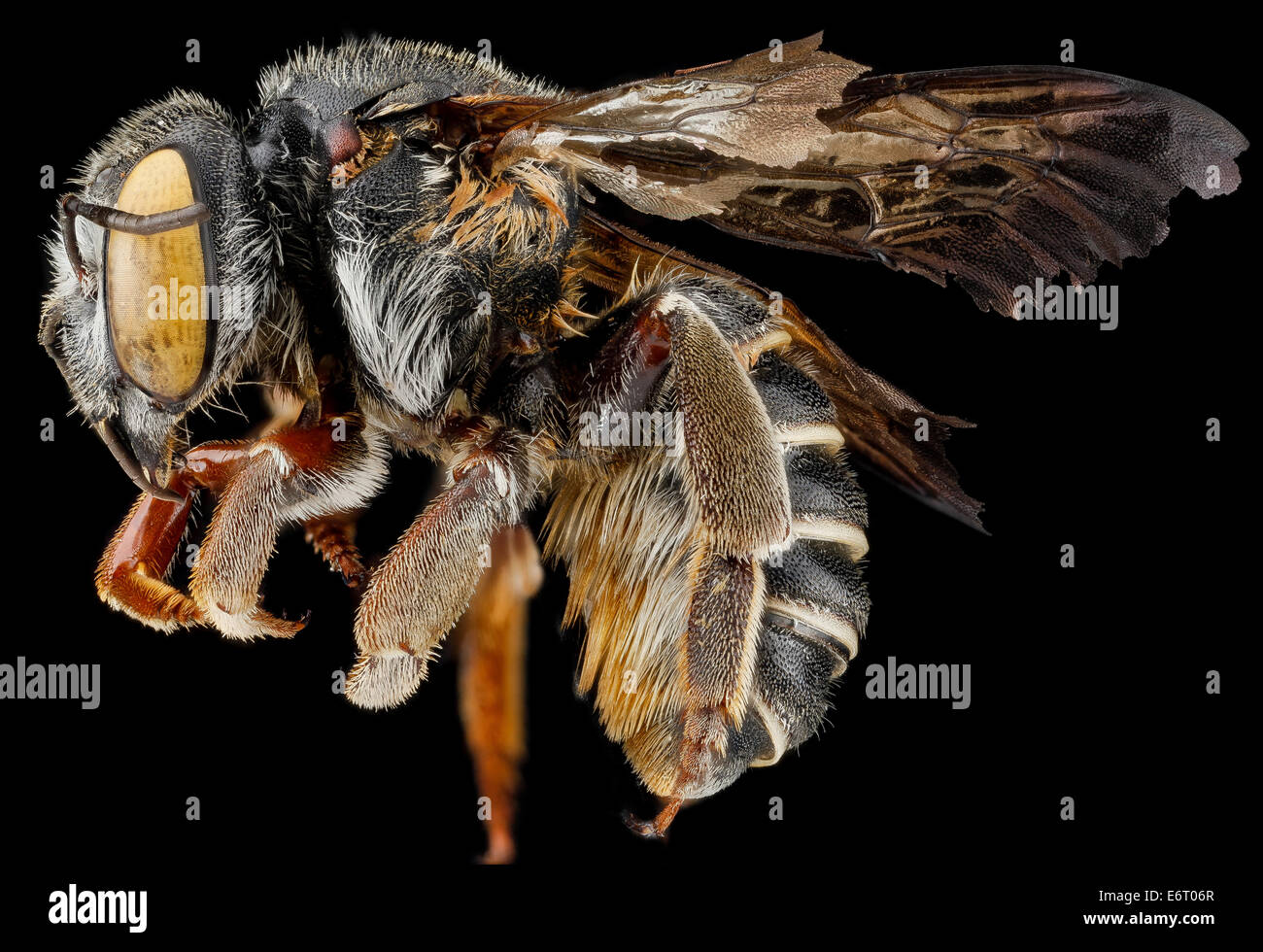 Trachusa Bee Carolina sandhills national wildlife refuge hi-res stock photography ...