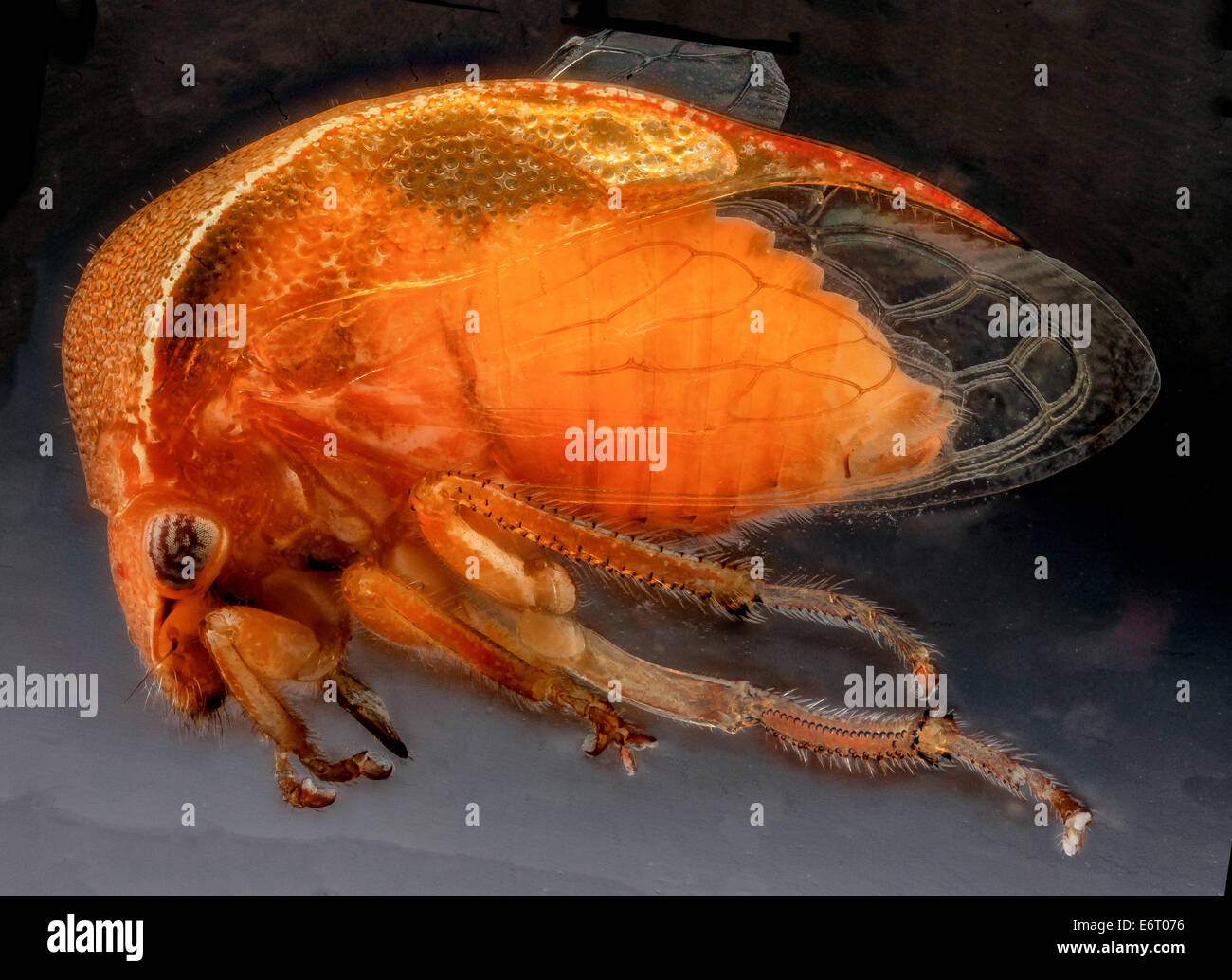 Treehopper Hand Sanitizer, U, side, Dominican Republic 20121211