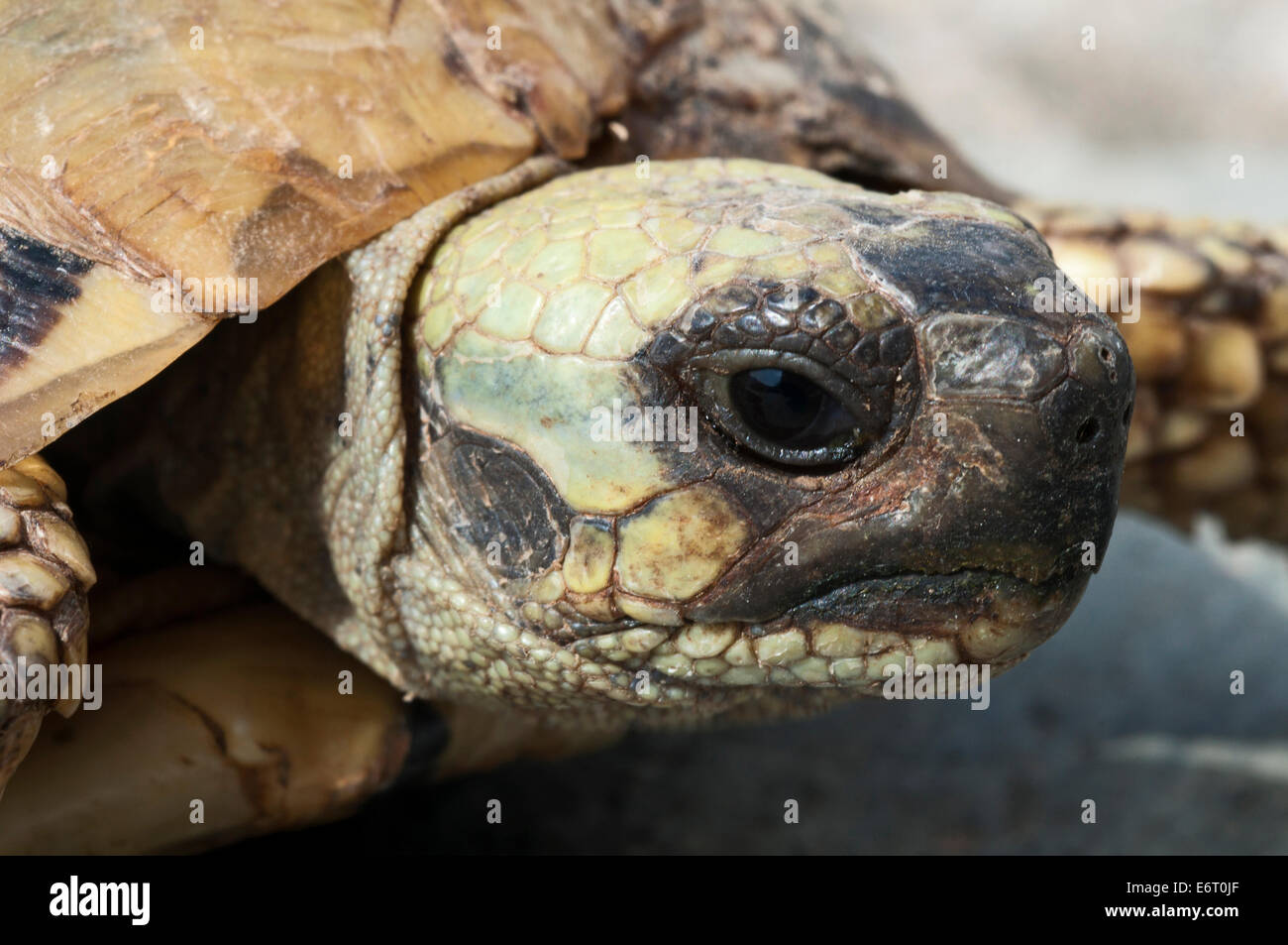 Head of a Hermann´s tortoise (Testudo hermanni) Stock Photo