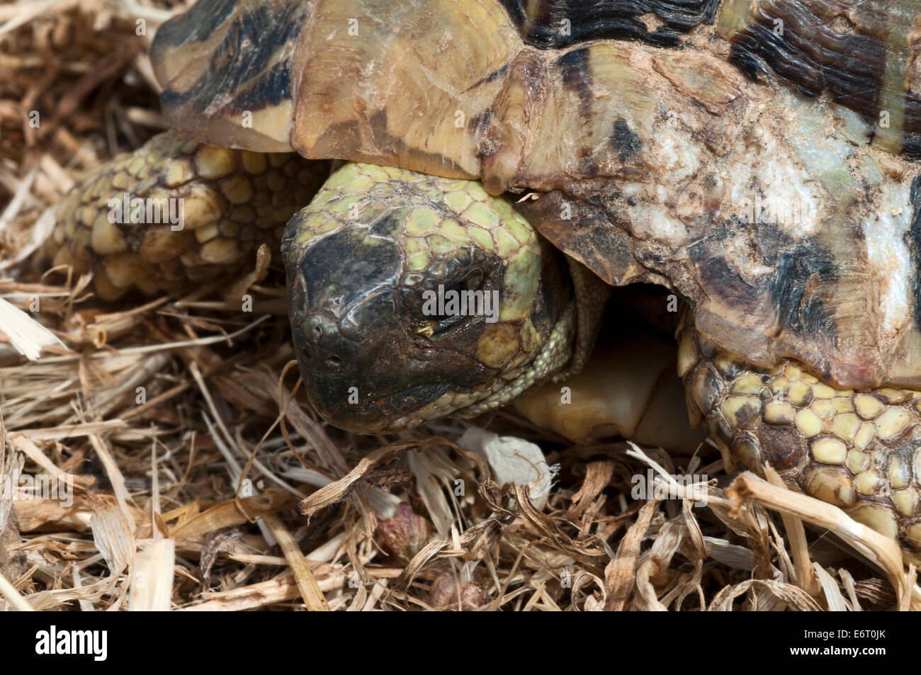 Hermann´s tortoise (Testudo hermanni) Stock Photo