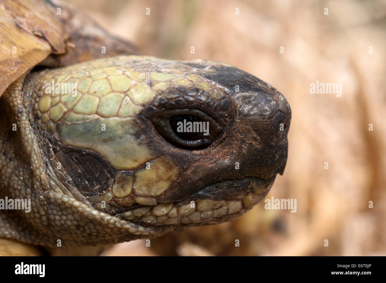 Head of a Hermann´s tortoise (Testudo hermanni) Stock Photo