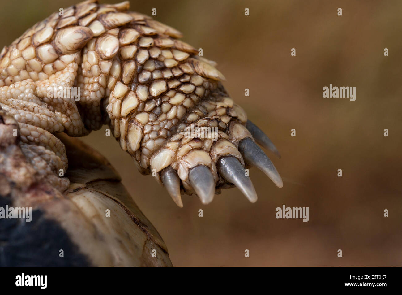 Foreleg of a Hermann´s tortoise  (Testudo hermanni) Stock Photo