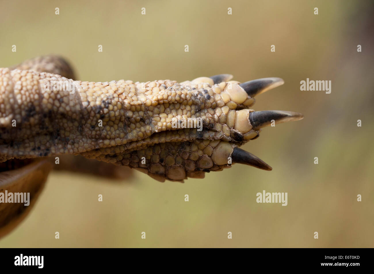 Hind leg of a Hermann´s tortoise (Testudo hermanni) Stock Photo