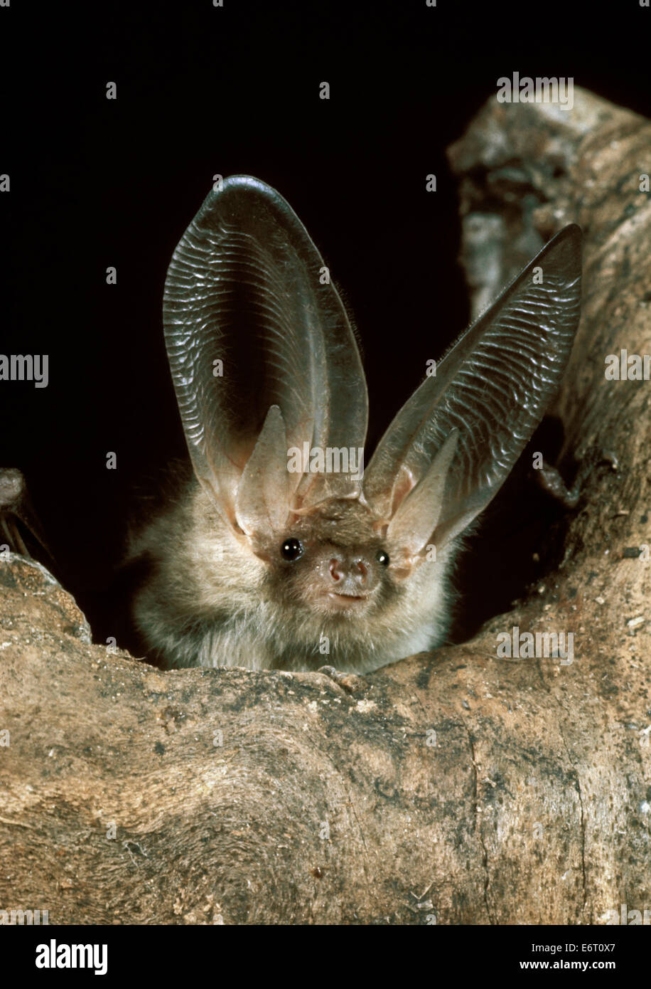 Brown Long-eared Bat - Plecotus auritus Stock Photo - Alamy