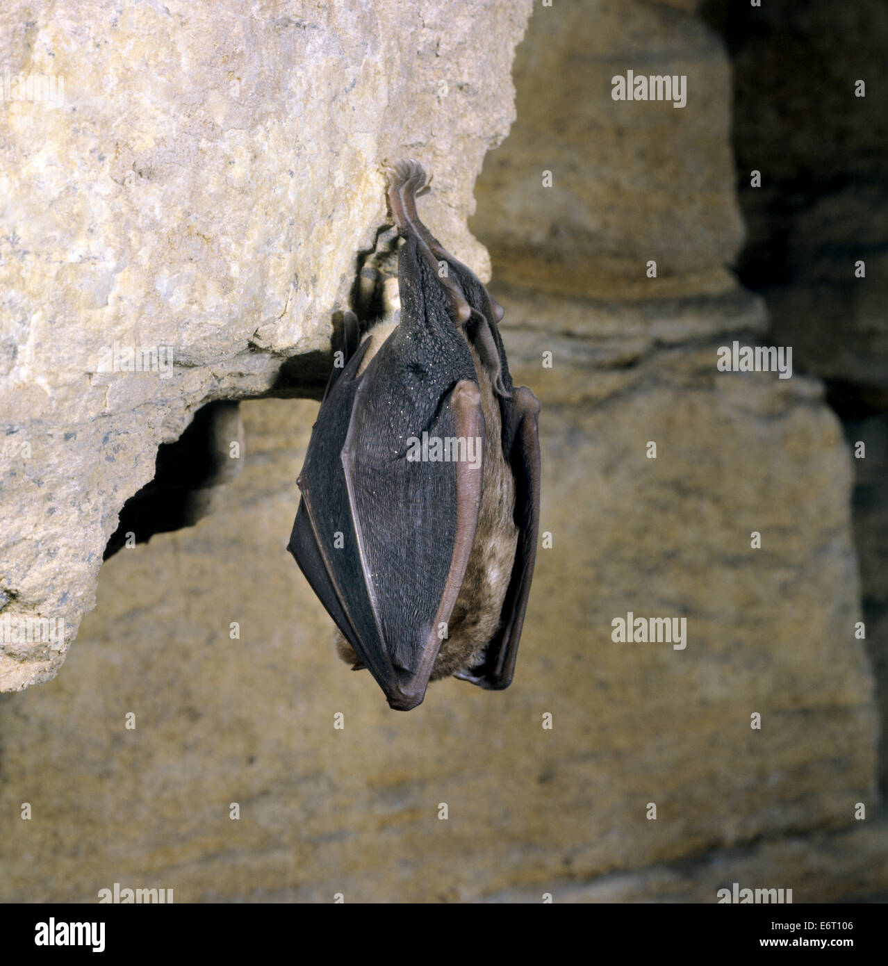 Greater Horseshoe Bat Rhinolophus ferrumequinum Stock Photo Alamy
