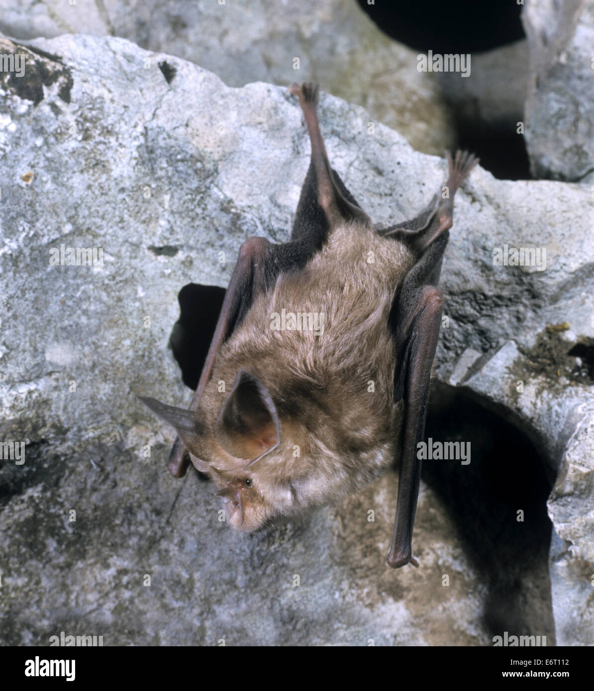Mediterranean Horseshoe Bat Rhinolophus euryale Stock Photo Alamy