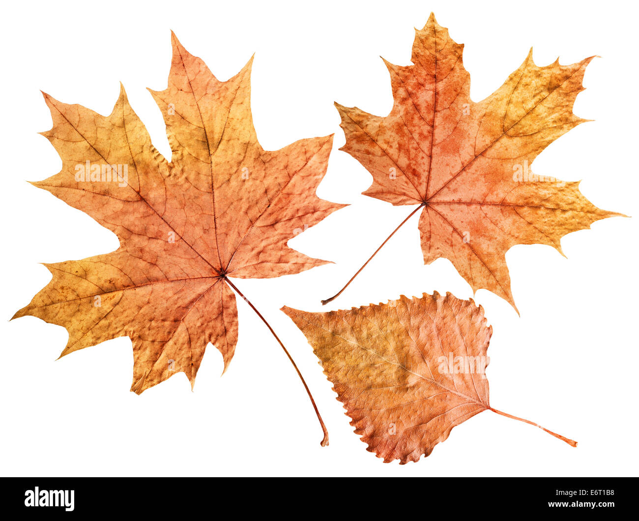 plane tree leaf isolated on white. Clipping Path Stock Photo