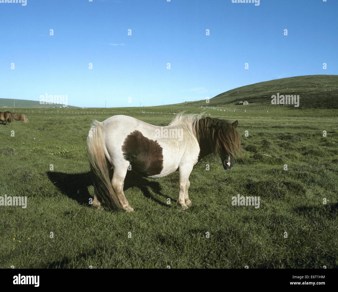 Shetland Pony - Equus ferus caballus Stock Photo