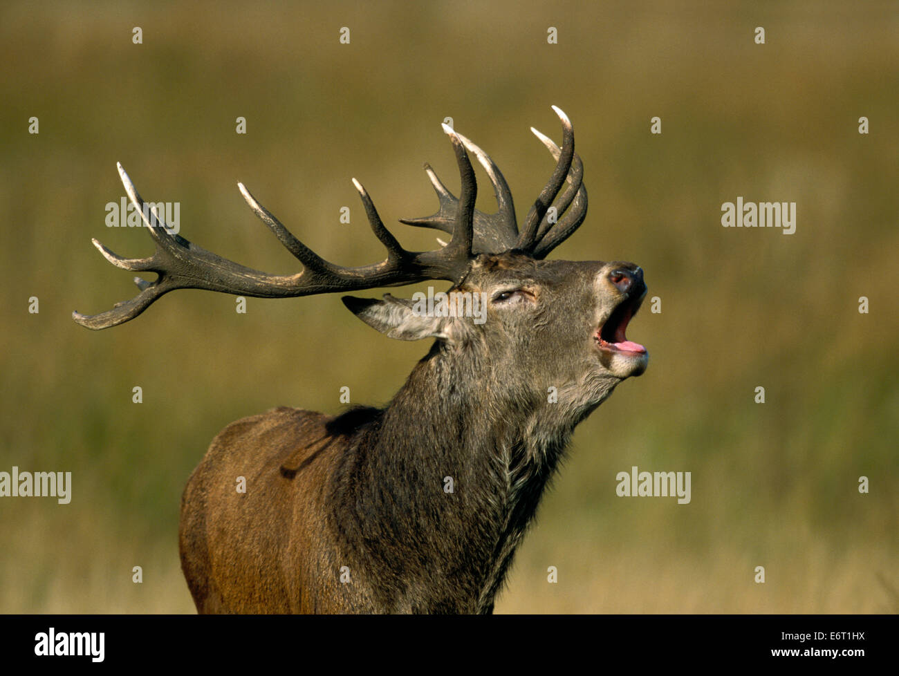 Red Deer - Cervus elaphus Stock Photo