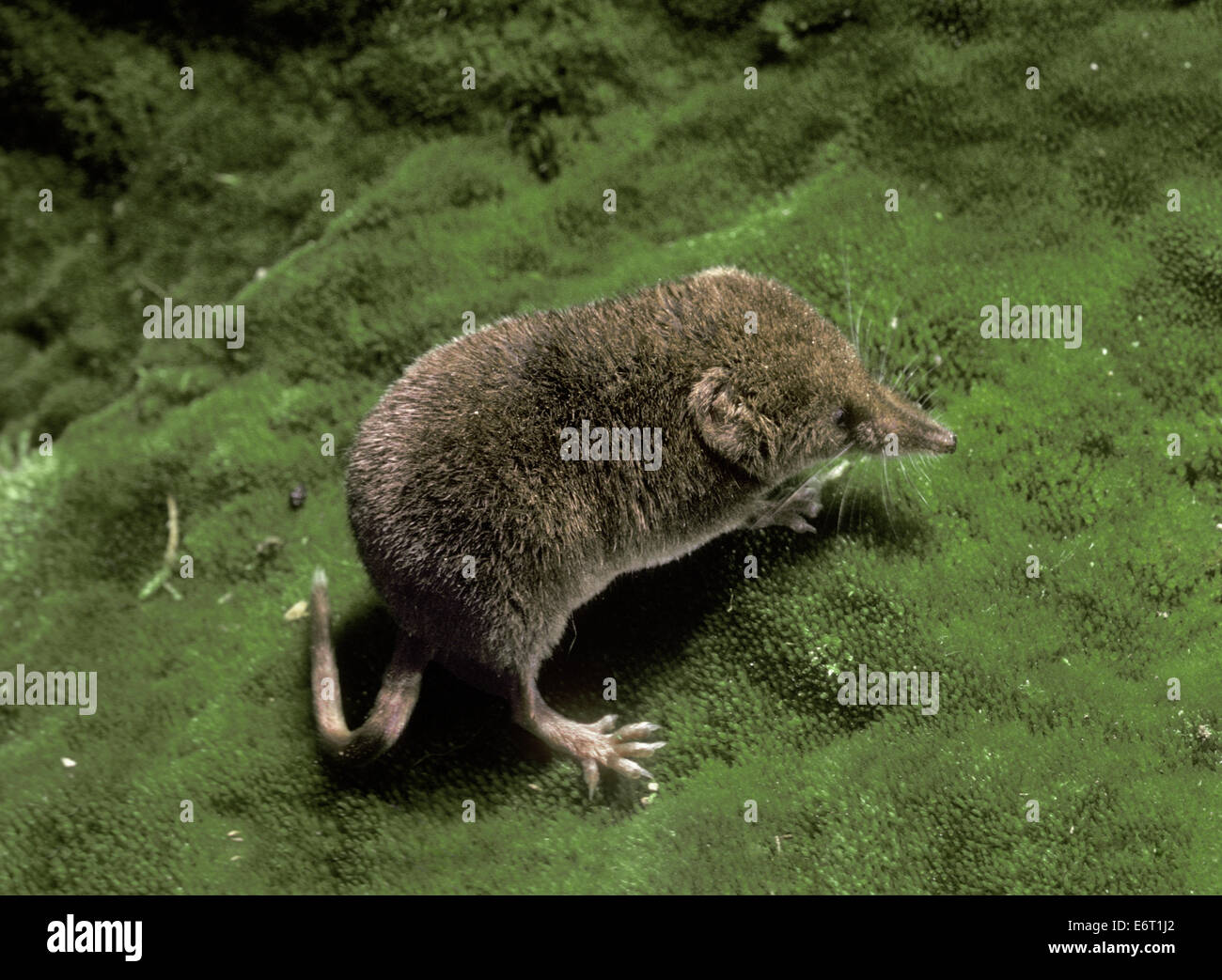 Pygmy Shrew High Resolution Stock Photography and Images Alamy