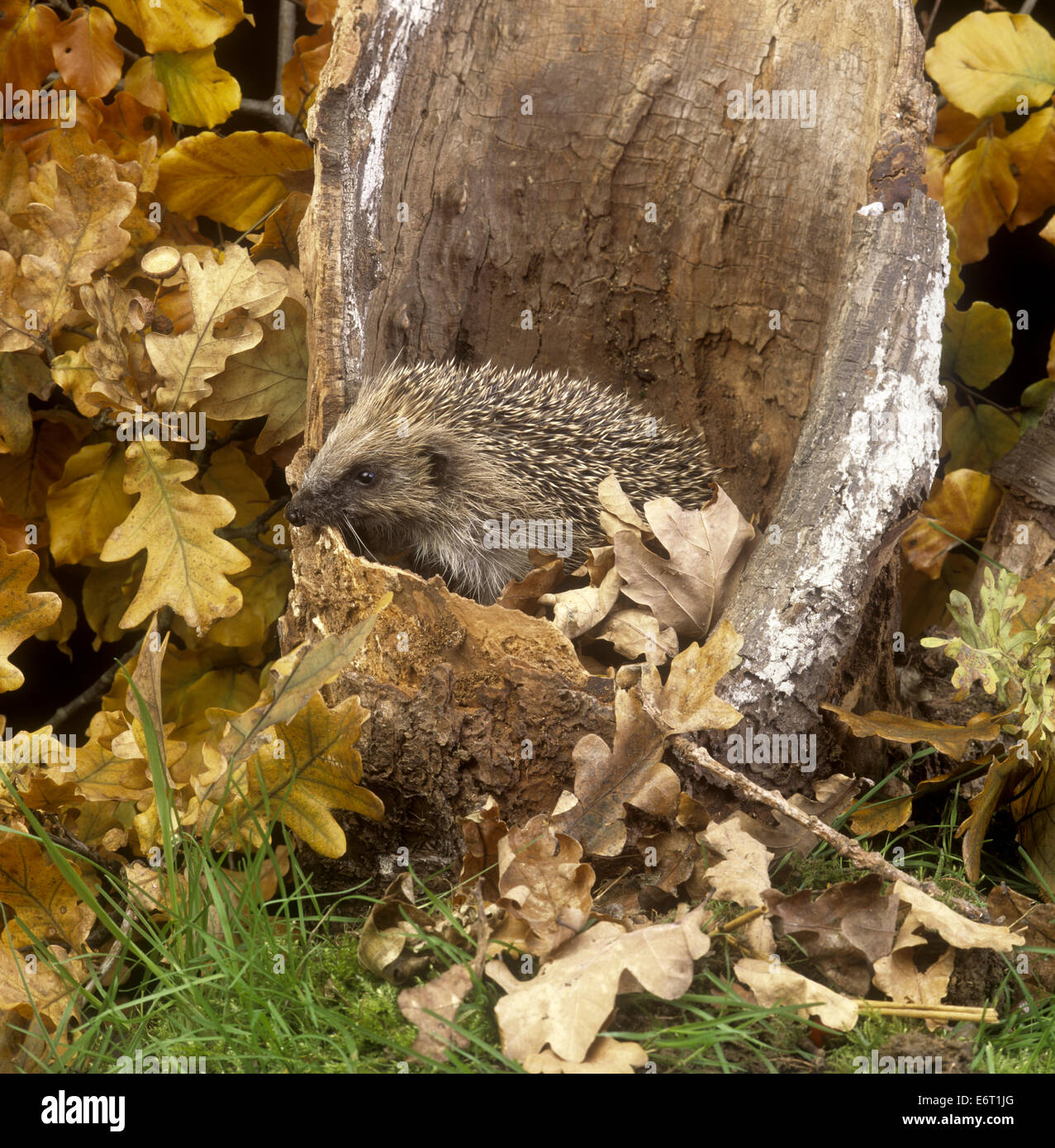 Hedgehog - Erinaceus europaeus Stock Photo