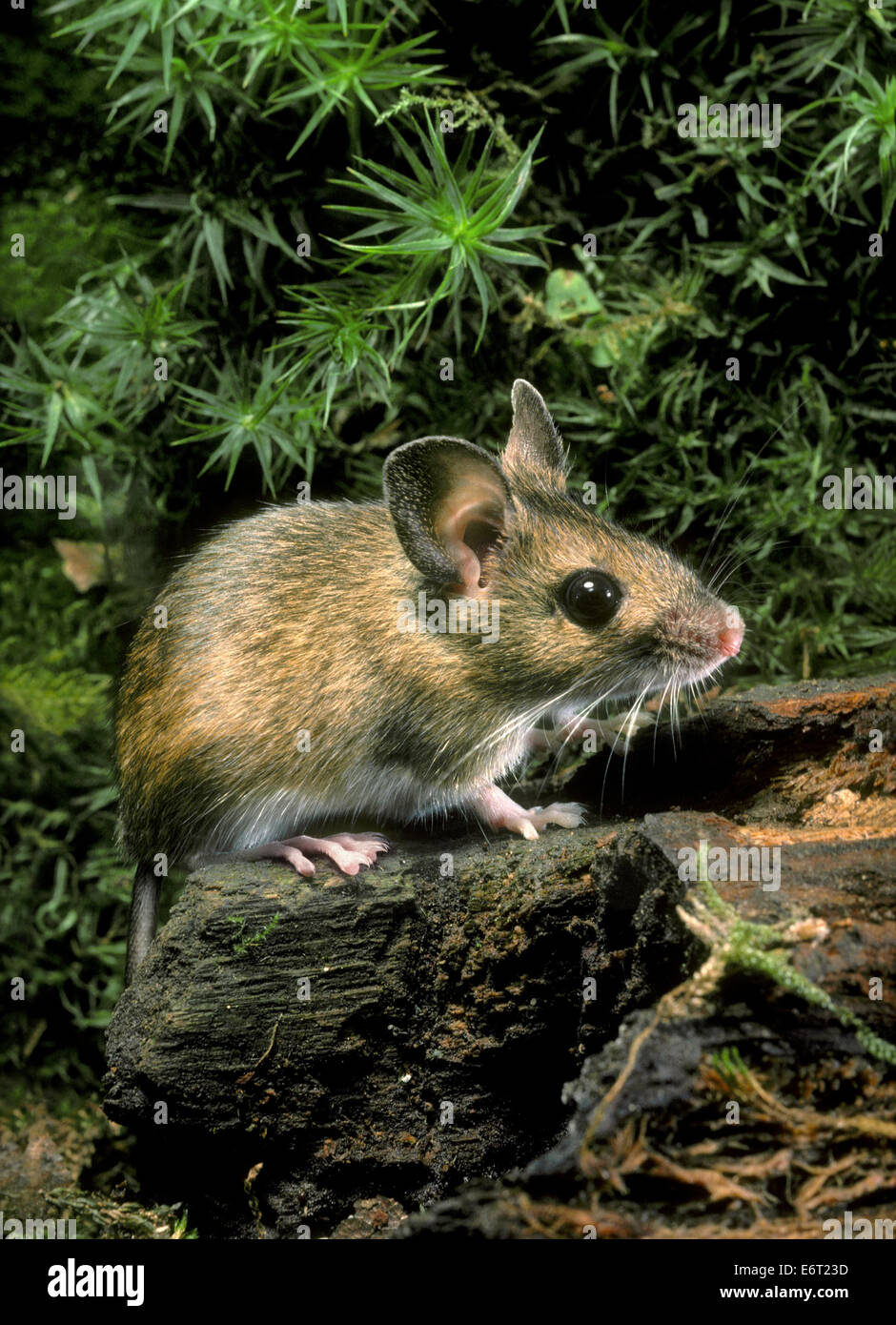 Wood Mouse - Apodemus sylvaticus Stock Photo