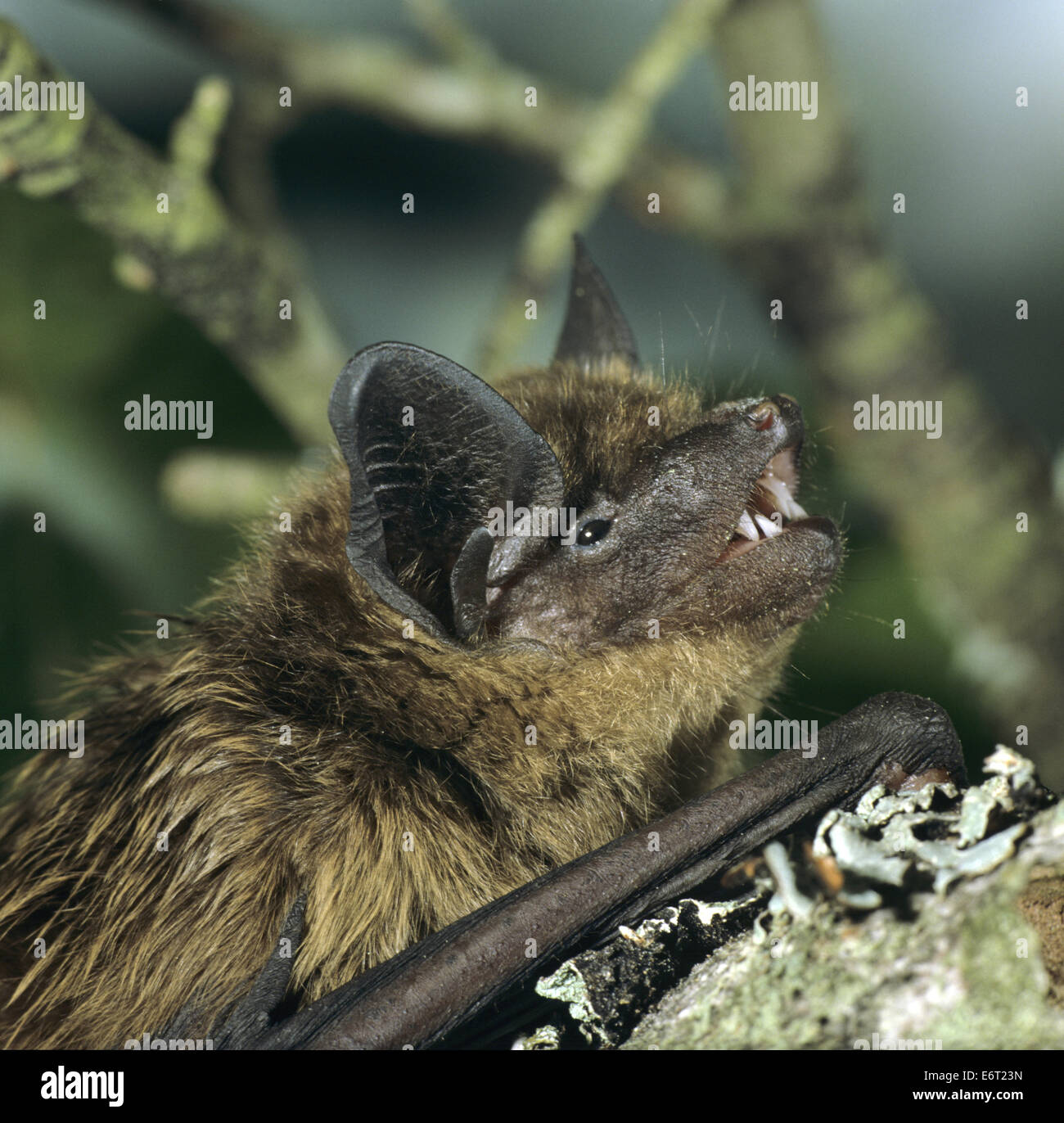 Serotine Bat - Eptesicus serotinus Stock Photo