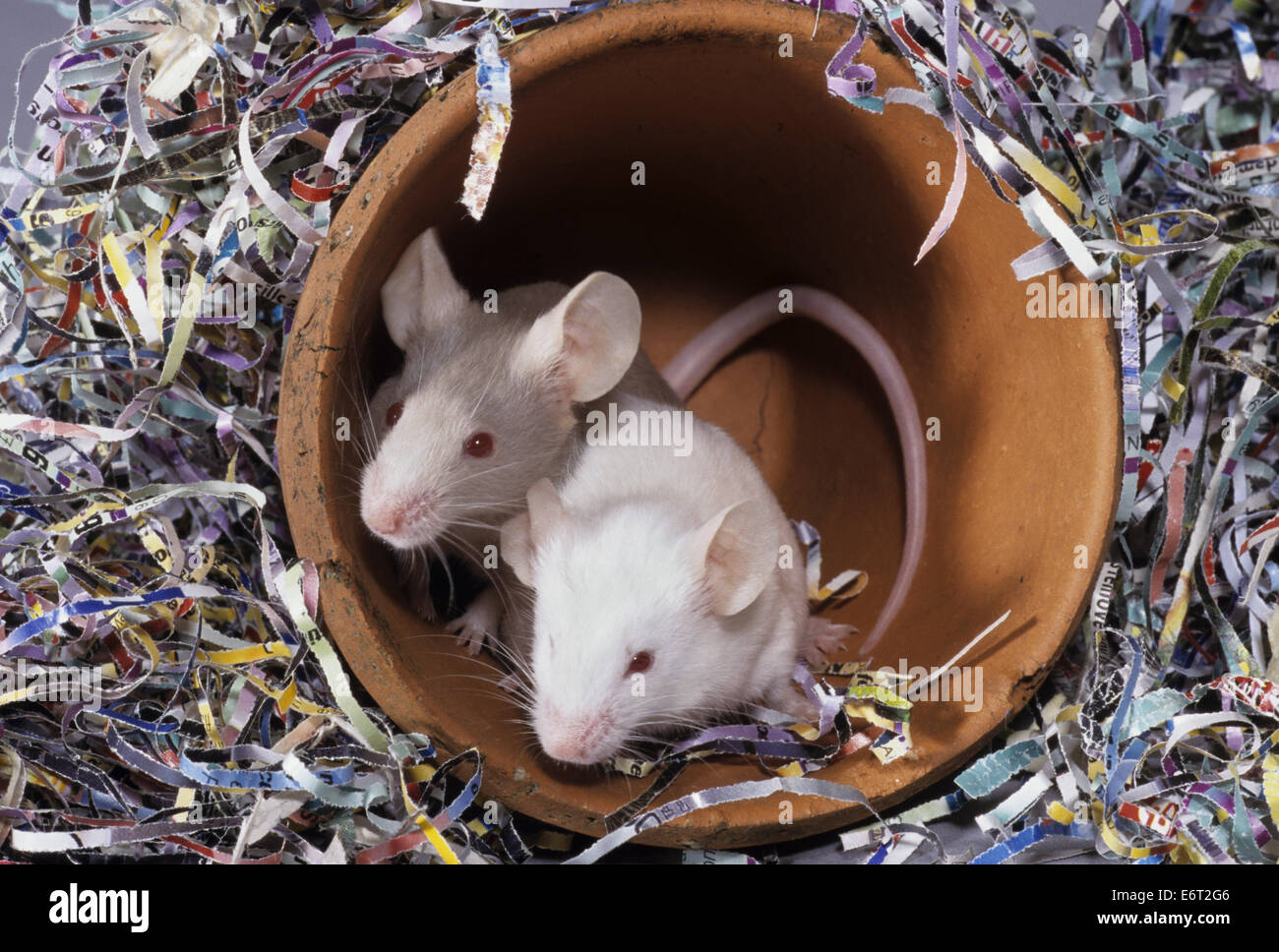 Pet White Mice - Mus musculus Stock Photo