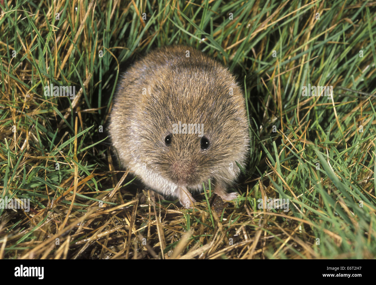 Short-tailed Vole (Field Vole) - Microtus agrestis Stock Photo