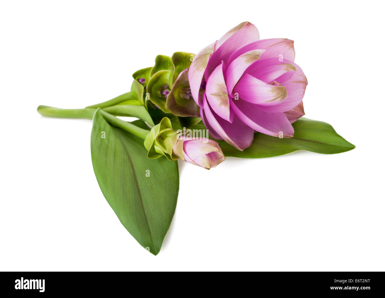 Siam tulip or Curcuma flower isolated on white background Stock Photo