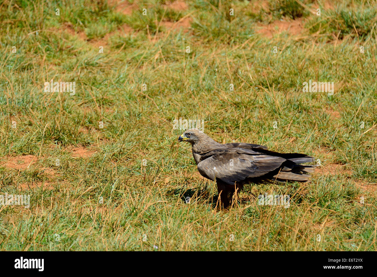 Back Kite in flight (Milvus migrans) in the Natural Park of Cabarceno, Cantabria, Spain, Europe Stock Photo