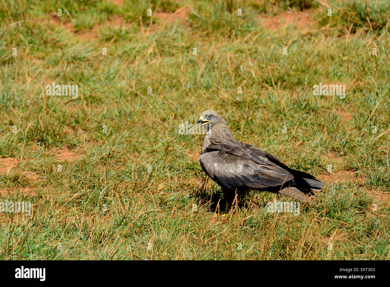 Back Kite in flight (Milvus migrans) in the Natural Park of Cabarceno, Cantabria, Spain, Europe Stock Photo
