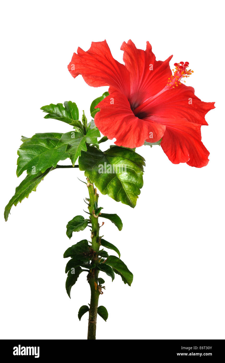 Hibiscus Flower Stock Photo