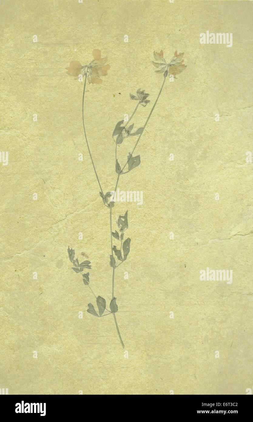 grunge background with a flower Stock Photo - Alamy