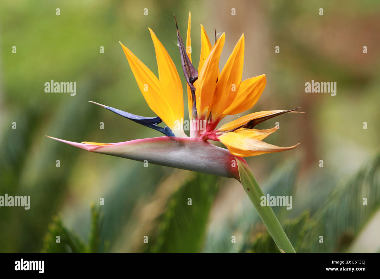 Bird of Paradise Plant Stock Photo Alamy