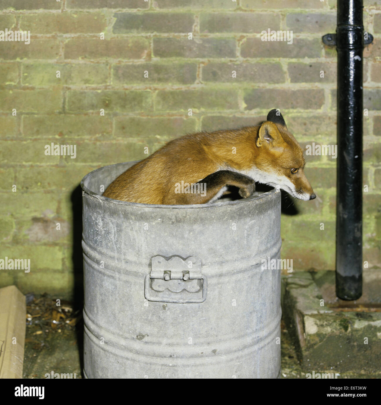 City fox with rubbish hires stock photography and images Alamy