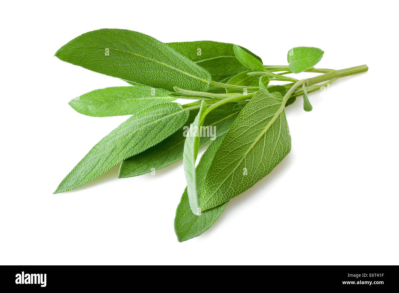 Sprig of Sage Salvia Officinalis with Flowers and Leaves Isolated on