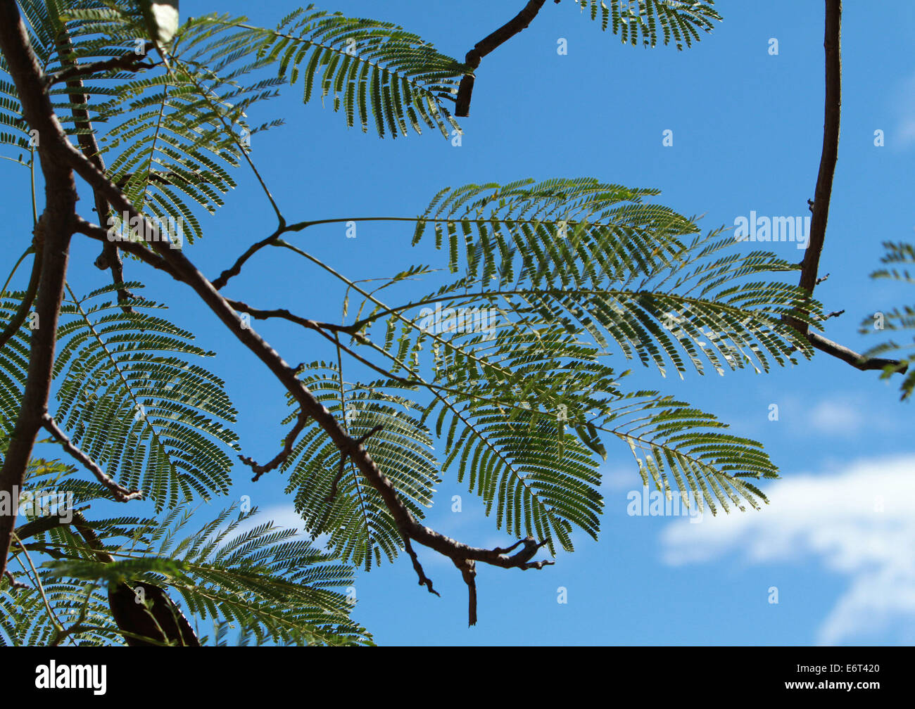 Leaves on a Tree with sky background Stock Photo - Alamy