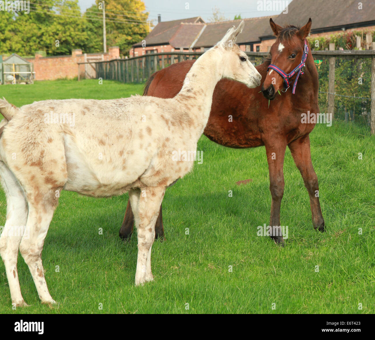 Horse sniffing a Llama Stock Photo