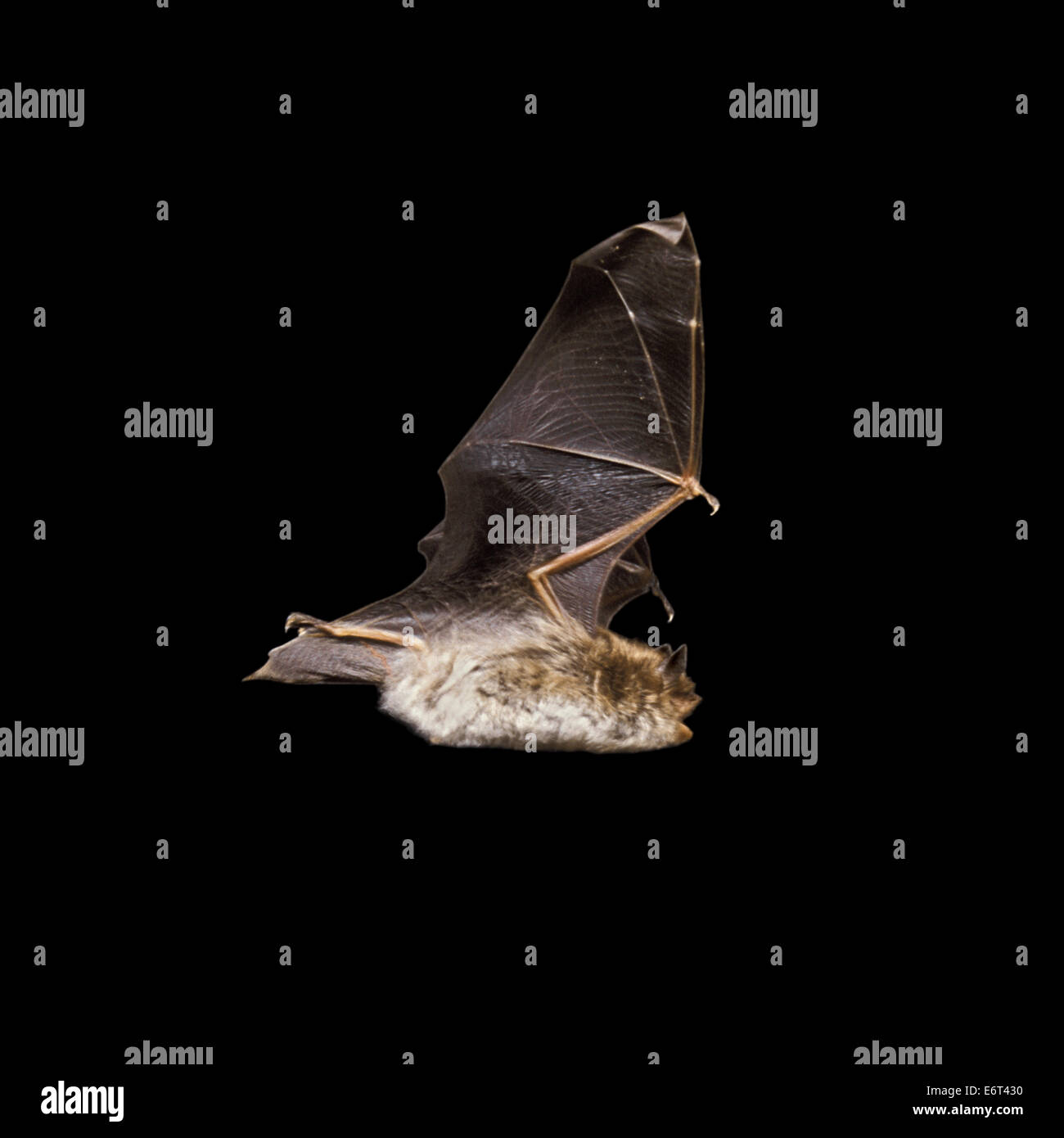 Daubenton’s Bat - Myotis daubentonii Stock Photo