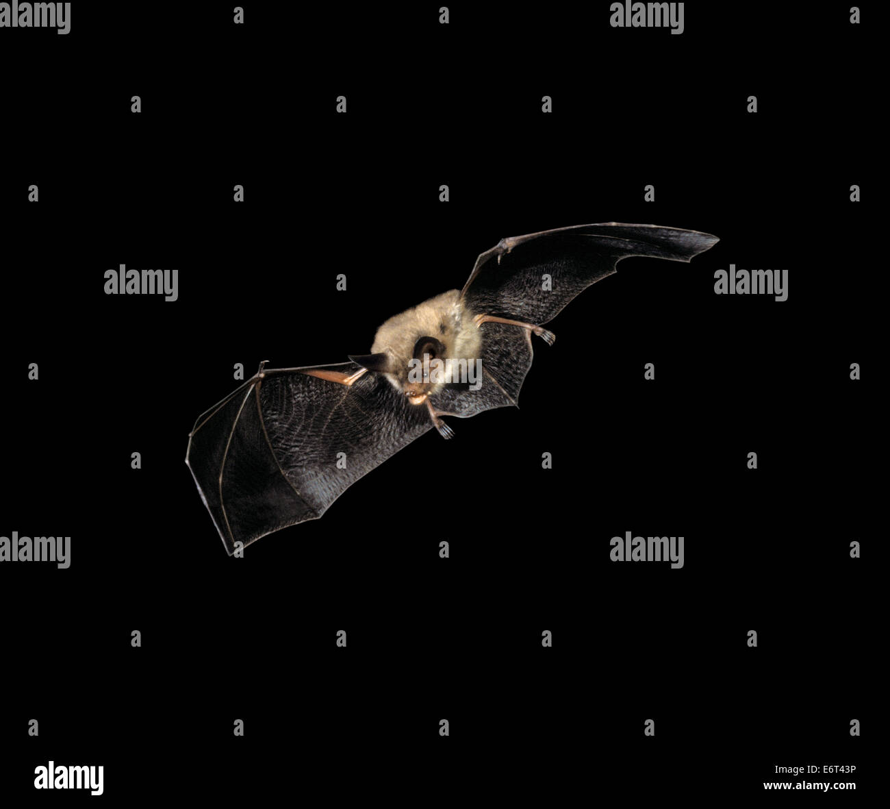 Bechstein’s Bat - Myotis bechsteinii Stock Photo