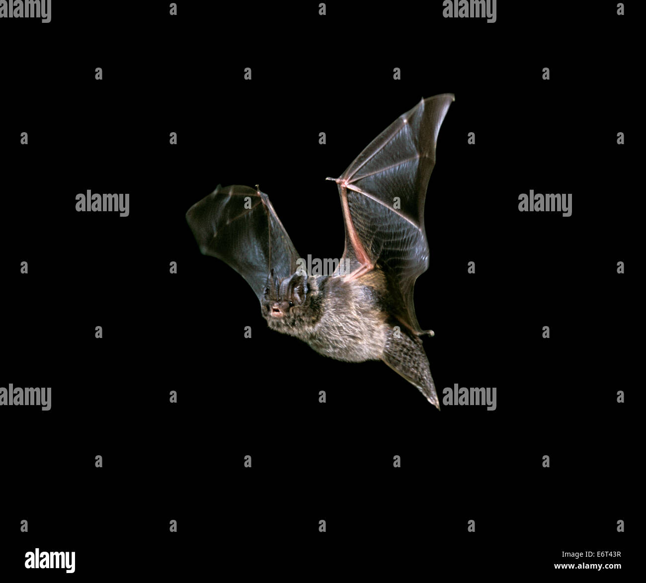 Barbastelle bat barbastella barbastellus hires stock photography and