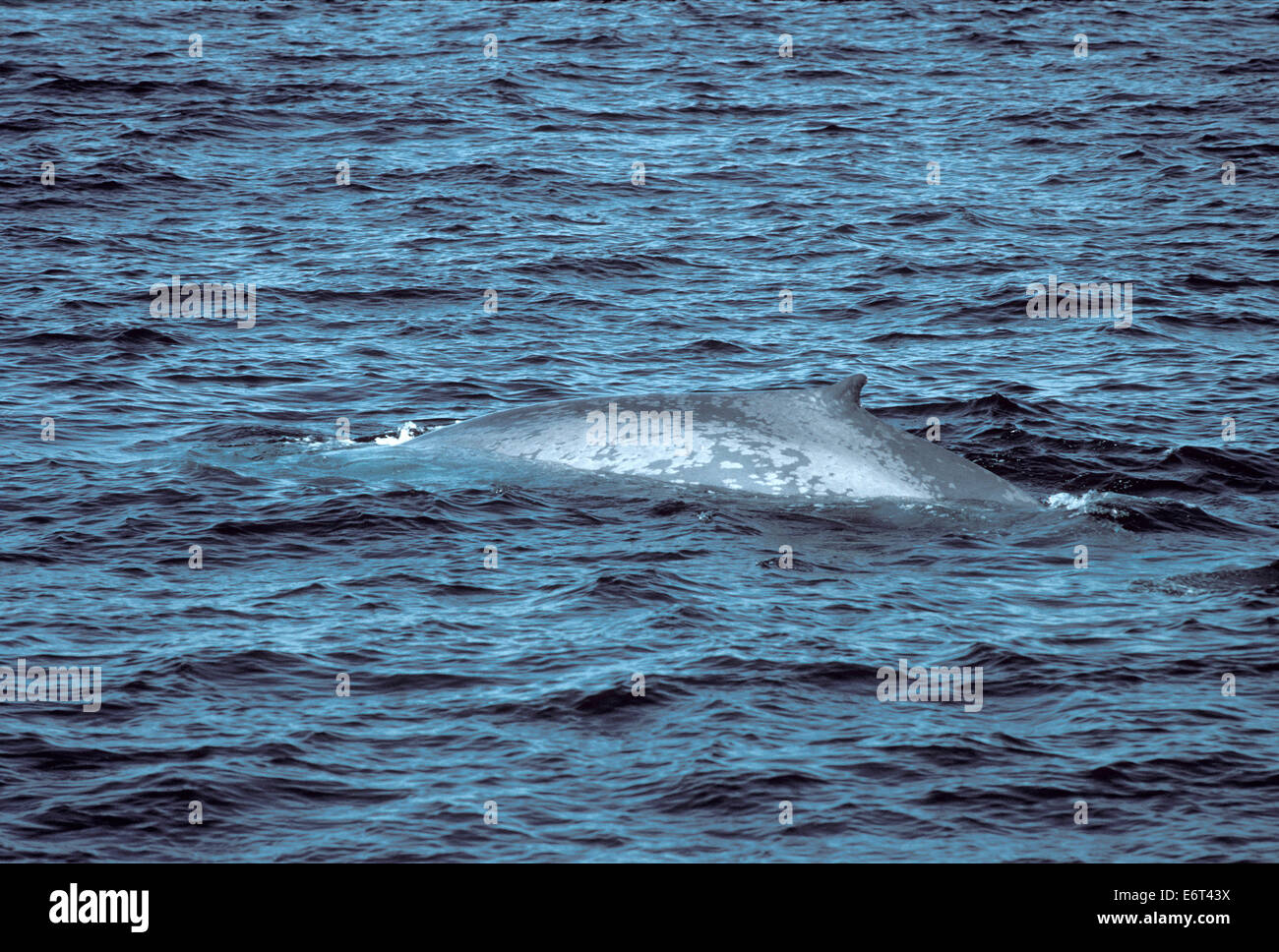 Blue Whale - Balaenoptera musculus Stock Photo